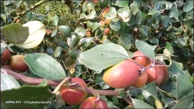 kashmiri red Apple ber plants available us number 7427924075 смотреть онлайн