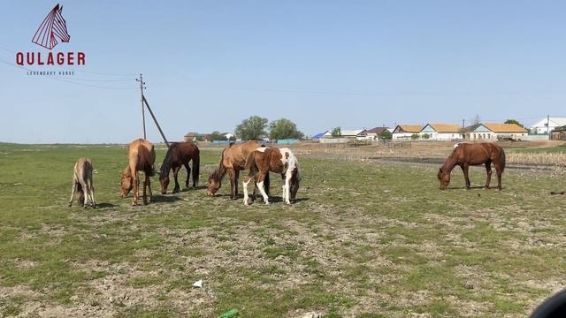 Үйде аурып тұрған жылқыларды далаға шығардым смотреть онлайн