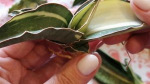 Распаковка растений из Индонезии. Сансевиерии Пагода стриата, Страйкер, Робуста Вайт, агава