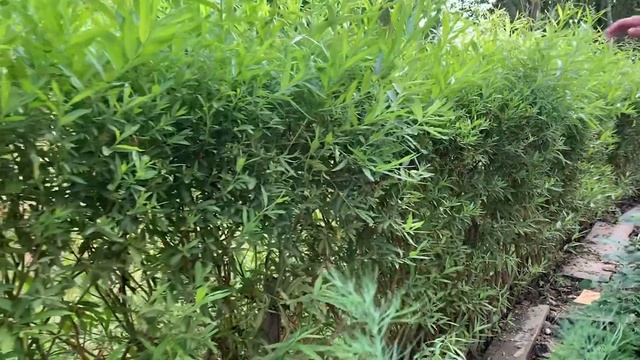 Русская ива. Видео-обзор. Живая изгородь и плетёные деревья на дачном участке. смотреть онлайн