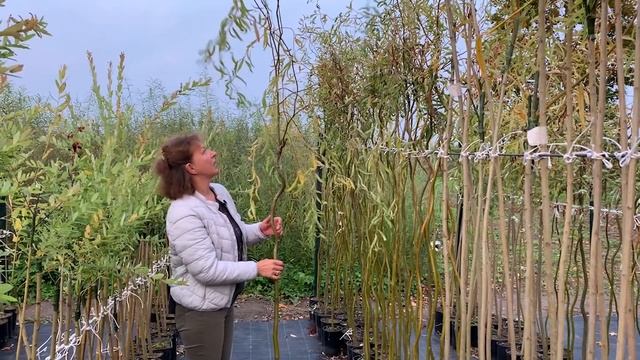 Русская ива. Видео-обзор. Штамбовые деревья из ивы. смотреть онлайн