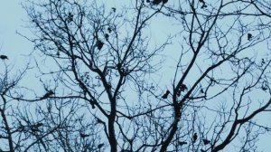 Вороны - Альберт Рамазанов