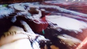 Москвариум. Бородатая агама.