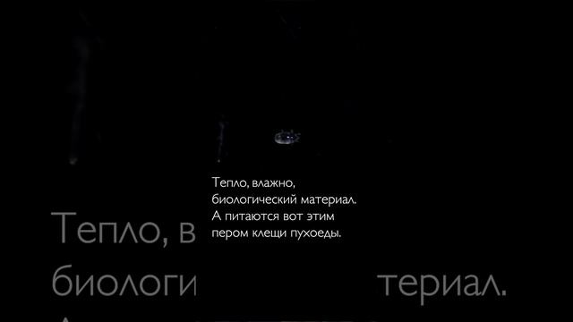 Неприятная правда про перьевые подушки