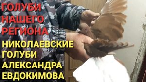 Николаевские голуби Александра Евдокимова. Голуби нашего региона.