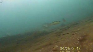 Хариус  река Ангара в районе Усть-куды