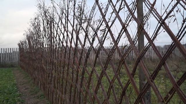 Русская ива. Видео-обзор осенней живой изгороди из ивы. смотреть онлайн