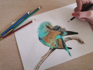 Как нарисовать птицу цветными карандашами.