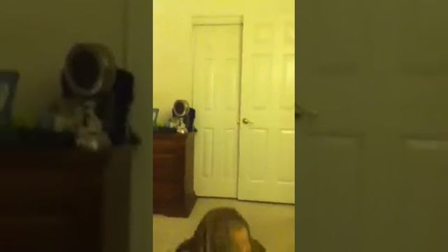 Ally Mac and Pepper смотреть онлайн