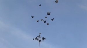 Николаевские голуби. Север Казахстана г.Астана