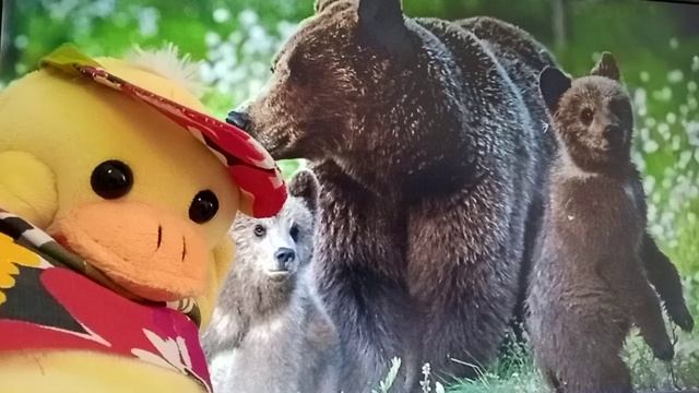 бурые медведи