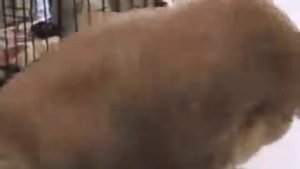 Толстый Мой претолстый Мой жирный кот. Descedent of Angra Mainyu. Саундтрек про Кота 😊!