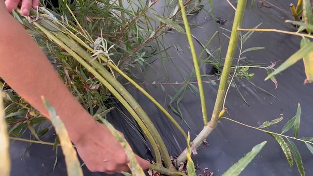 Русская ива. Собственные дрова из ивы и не только...