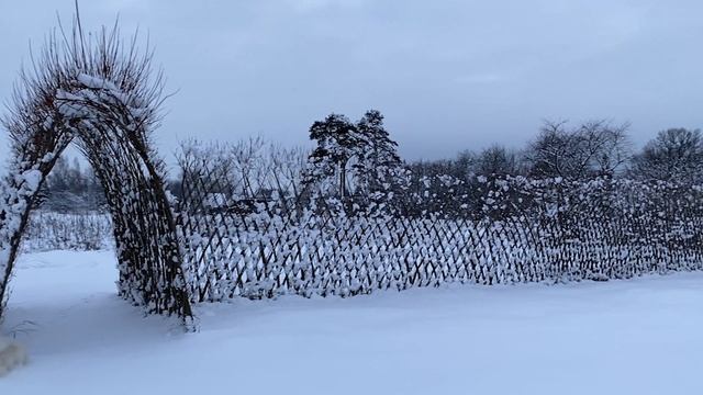 Русская ива. Видео-обзор. Живая, зимняя беседка и изгородь. смотреть онлайн