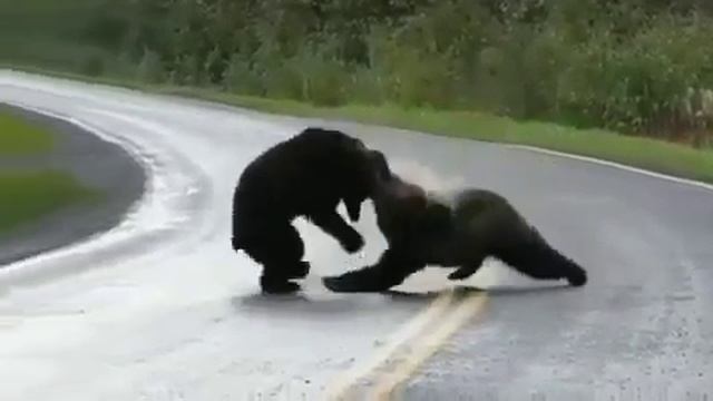 Сила и мощь. Схватку двух медведей случайно засняли на видео.