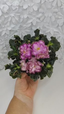 Фиалка ЛЕ-Пряная Корица