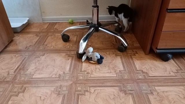 Котенок.mp4
