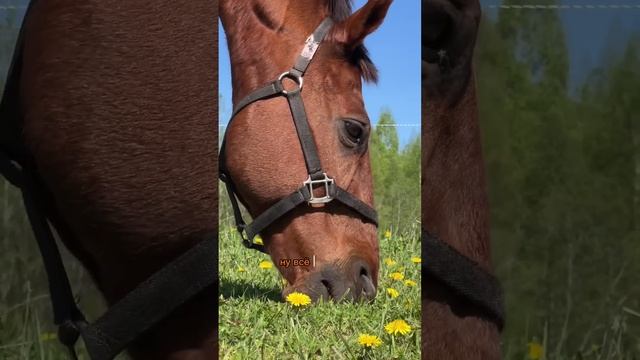 ОДИН ЛЕТНИЙ ДЕНЬ В ДЕРЕВНЕ С РЫЖИМ ФЕРМЕРОМ