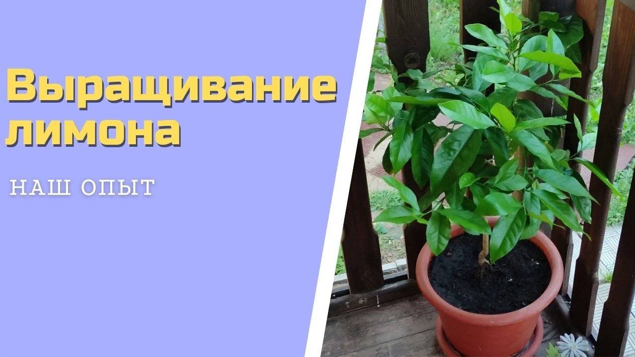 Выращивание лимона как ухаживать летом