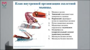 Лекция 1. Двигательная функция