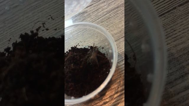 Паук птицеед Брахипельма Альбопилосум Brachypelma albopilosum размер L3