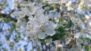 Blossom Apple Tree on Blue Sky Background