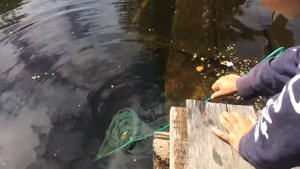 Ловим головастиков