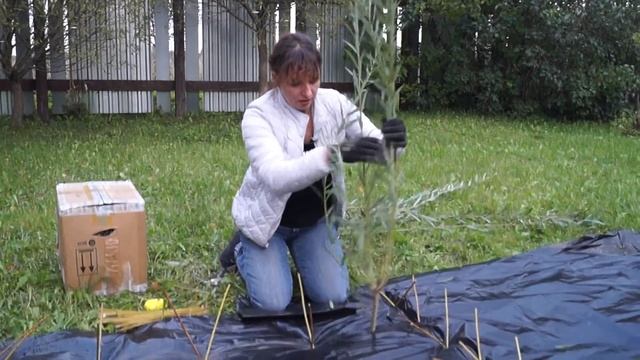 Русская ива. Видео-обзор. Когда лучше сажать черенок: осенью или весной? смотреть онлайн