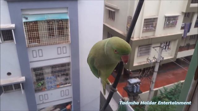 Parrots on my windows 🥰😍 смотреть онлайн