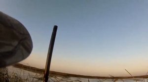 МР-155 охота на утку