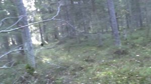 Карельский перешеек. Поиск  по Викингам (третья часть). Октябрь 2024г.