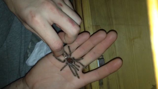 youView Tarantulas -Suprise molt from my h.mac смотреть онлайн