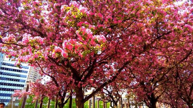 Red Crab Apple Blossom Trees /Yorkville Village /Toronto /May 2023 / #blossom #toronto#fleursdevill смотреть онлайн