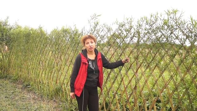Русская ива. Живая ажурная изгородь из ивы. Часть 2. смотреть онлайн