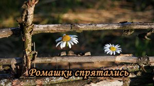 «Ромашки спрятались, поникли лютики». Нина Сазонова