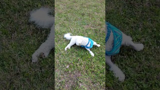 April 16, 2015 Jack unable to stand. Adverse reaction from vaccines. смотреть онлайн