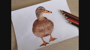 Утку цветными карандашами.