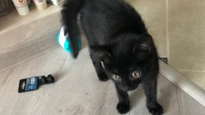 Мелкий подкидыш. Первое посещение вет клиники.