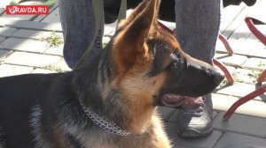 Выставка собак