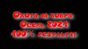 Охота на бобра. 100% РЕЗУЛЬТАТ!!! Впервые охочусь. Установка капканов КП-250