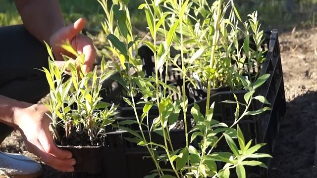 Русская ива. Видео-обзор. Разноцветные плетеные деревья. смотреть онлайн