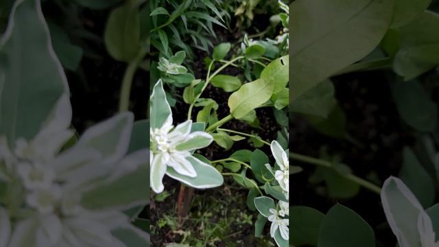 Молочай - Горный Хрусталь.🌿🌼