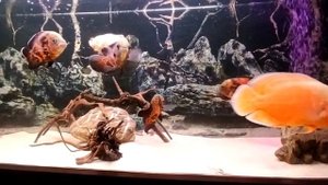 Астронотус альбинос