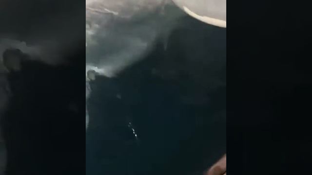 Белуха утопила акваланг в Сочи смотреть онлайн