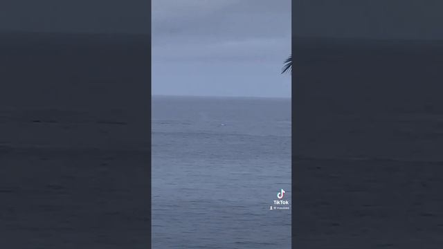 The Whaler vacation life on Maui! Yes Please! Make money too? Why not? Maui dream, even for whales! смотреть онлайн