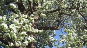 big blooming apple tree