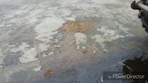 Мтз3022 на трамбовке силосной ямы!