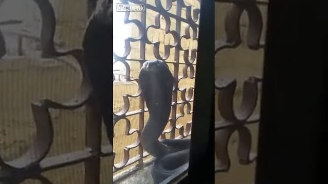 See what the man found when he open the window in the morning... смотреть онлайн