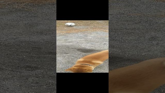 VID_20241020_105020.mp4 смотреть онлайн