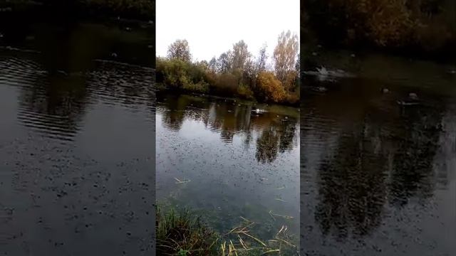 Уточки